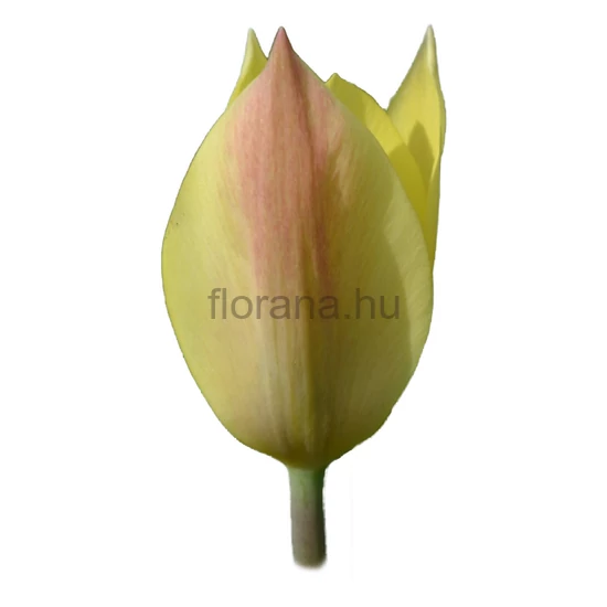 Tulipán - Tulipa 'Honky Tonk'