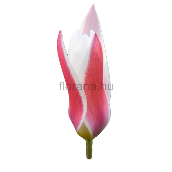 Tulipán - Tulipa clusiana