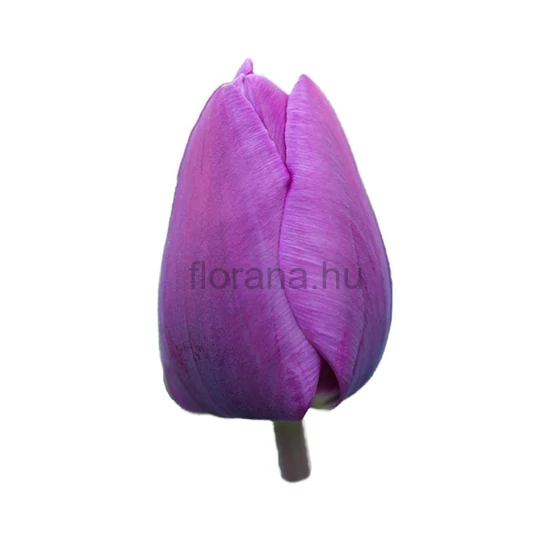 Tulipán - Tulipa 'Negrita'