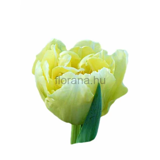 Tulipán - Tulipa 'Verona'