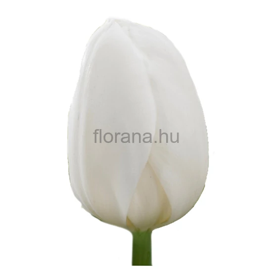 Tulipán - Tulipa 'White Prince'