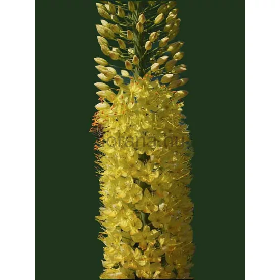 Korbácsliliom - Eremurus 'Yellow Giant'
