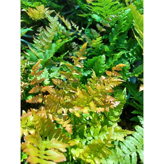 Japán ernyőpáfrány - Dryopteris erythrosora