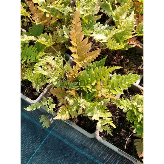 Japán ernyőpáfrány - Dryopteris erythrosora 'Brilliance'