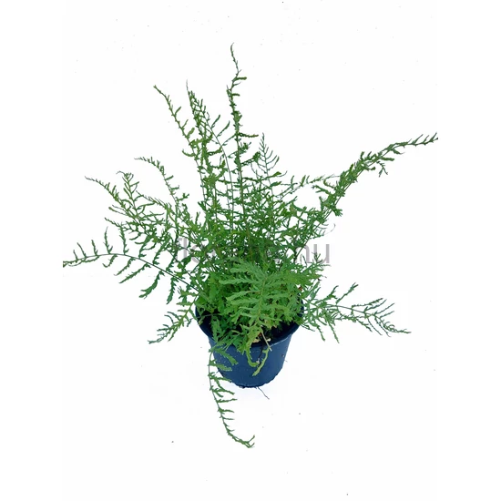Erdei pajzsika - Dryopteris filix-mas 'Linearis Polydactyla'