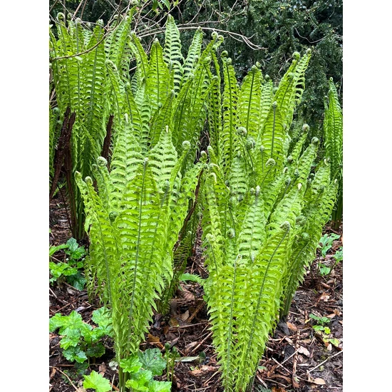Európai struccpáfrány - Matteuccia struthiopteris