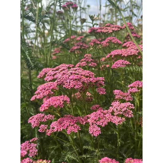 Cickafark - Achillea 'Cerise Queen'