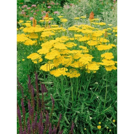 Cickafark - Achillea filipendulina 'Parkers Variety'