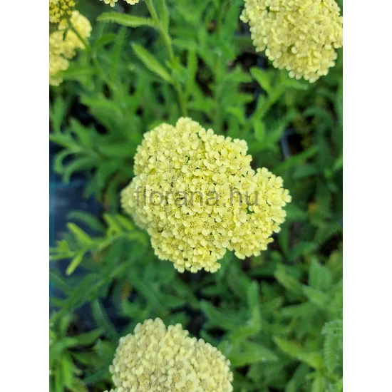 Cickafark - Achillea 'Hella Glashoff'