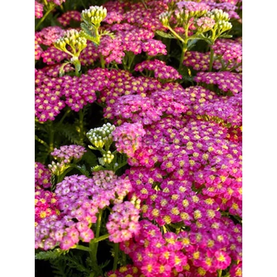 Cickafark - Achillea 'Milly Rock Cherry'