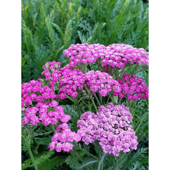 Cickafark - Achillea 'Pink Grapefruit'
