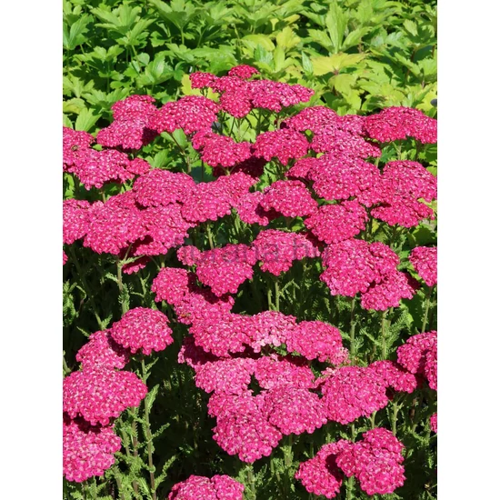 Cickafark - Achillea 'Saucy Seduction'