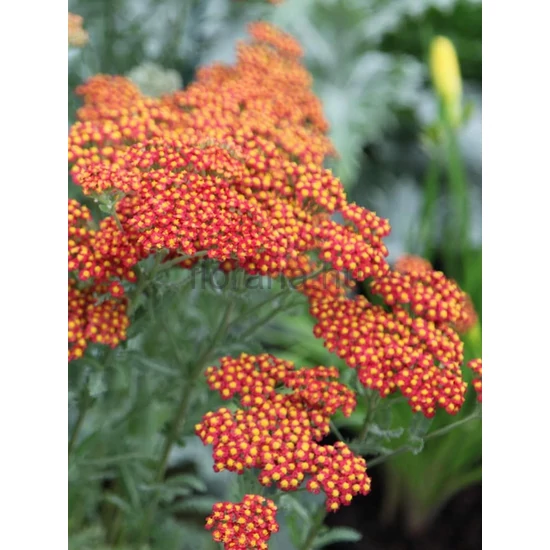 Cickafark - Achillea 'Walter Funcke'