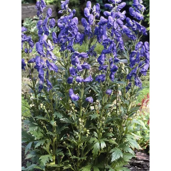 Őszi sisakvirág - Aconitum carmichaelii 'Arendsii'