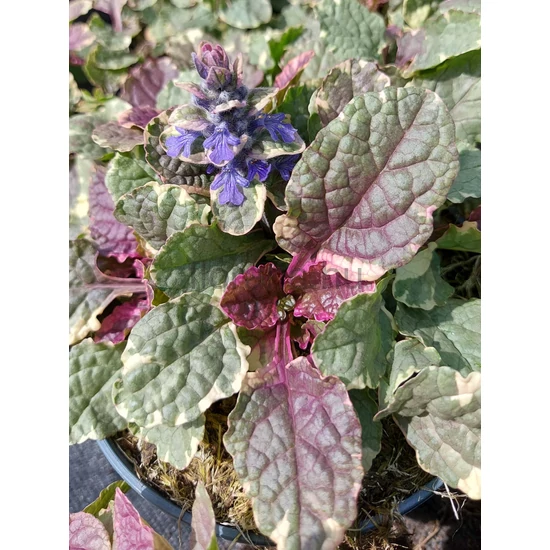 Indás ínfű - Ajuga reptans 'Burgundy Glow'