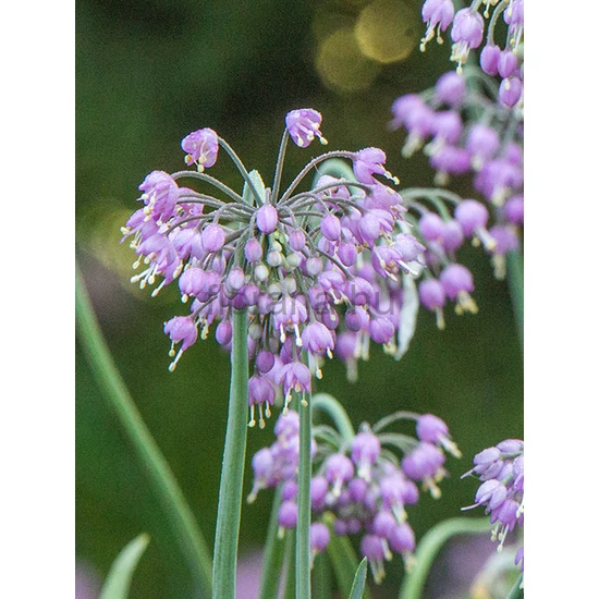 Bókoló díszhagyma - Allium cernuum