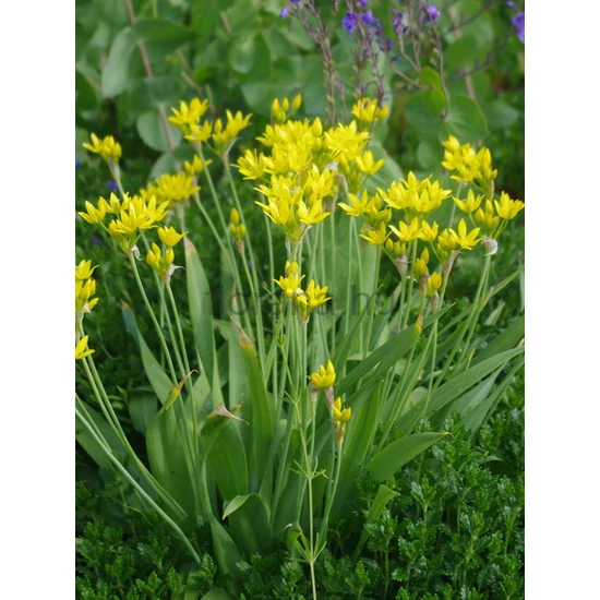 Aranysárga díszhagyma - Allium moly (luteum)