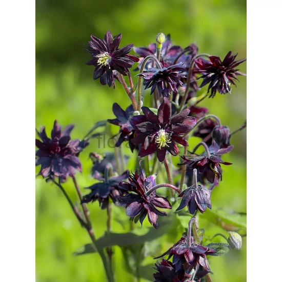 Harangláb - Aquilegia 'Barlow Black'