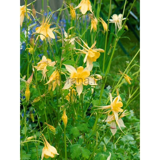 Harangláb - Aquilegia 'Yellow Queen'