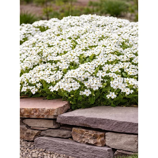 Kaukázusi ikravirág - Arabis caucasica 'Little Treasure White'