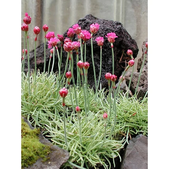 Tengerparti pázsitszegfű - Armeria maritima 'Variegata'