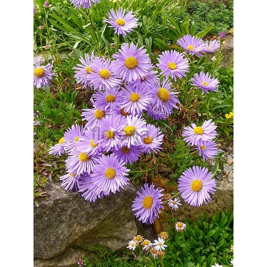 Havasi őszirózsa - Aster alpinus 'Goliath'