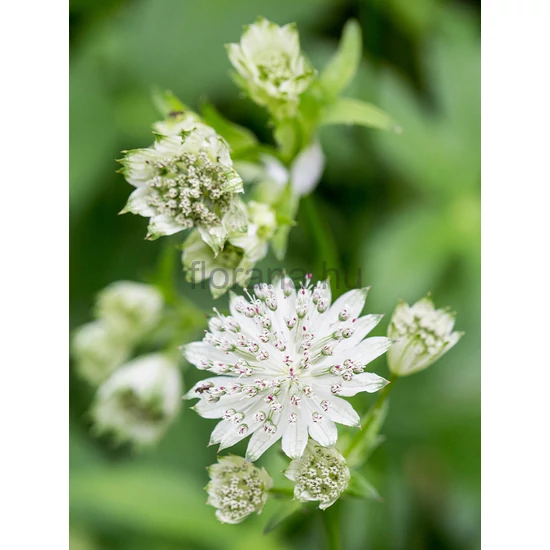 Nagy völgycsillag - Astrantia major 'Alba'