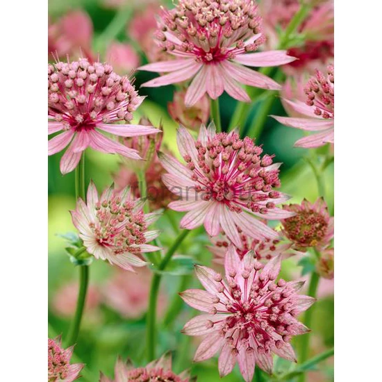 Nagy völgycsillag - Astrantia major 'Roma'