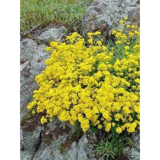 Sziklai ternye - Aurinia saxatile 'Sulphureum'