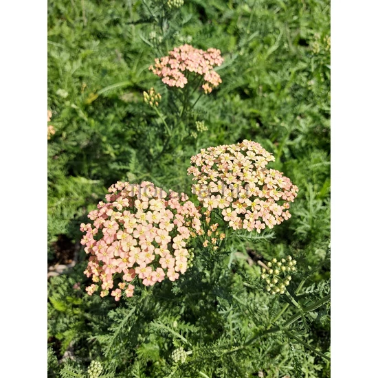 Cickafark - Achillea millefolium 'Lachsschönheit'