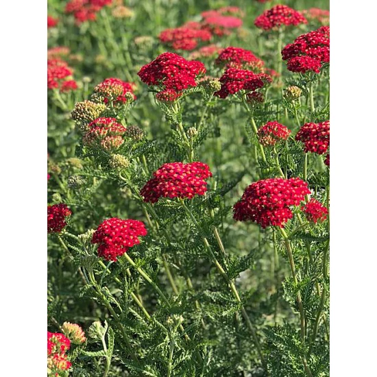 Cickafark - Achillea 'Paprika'