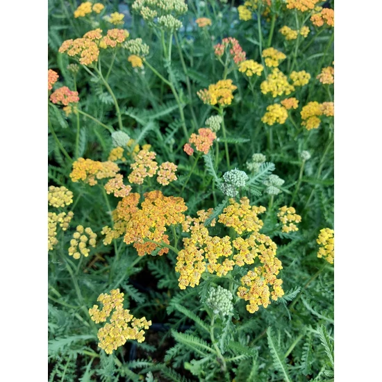 Cickafark - Achillea 'Terracotta'