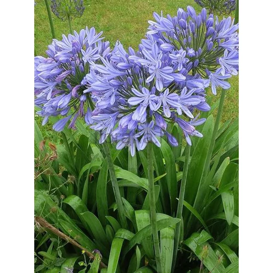 Szerelemvirág - Agapanthus 'Peter Pan'