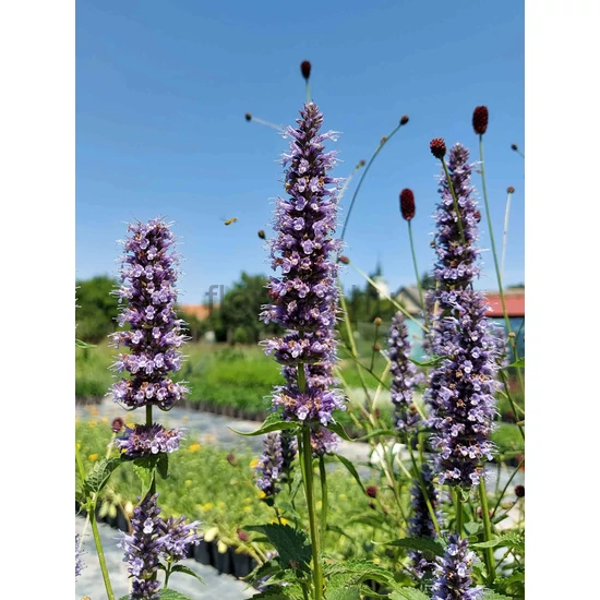 Izsópfű - Agastache 'Black Adder'