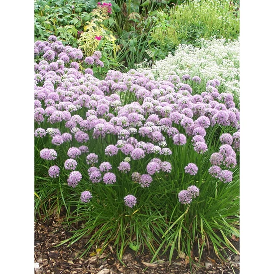 Díszhagyma - Allium senescens