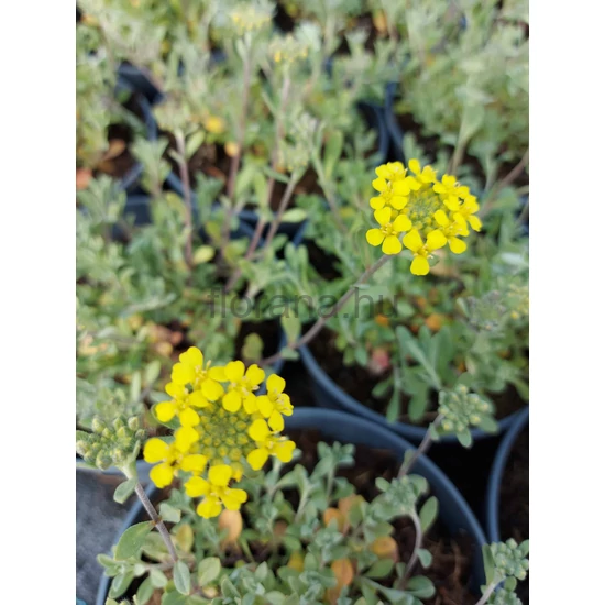 Hegyi ternye - Alyssum montanum 'Mountain Gold'
