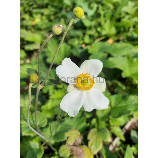 Szellőrózsa - Anemone x hybrida 'Honorine Jobert'