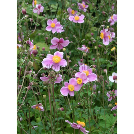 Kínai szellőrózsa - Anemone hupehensis 'Praecox'