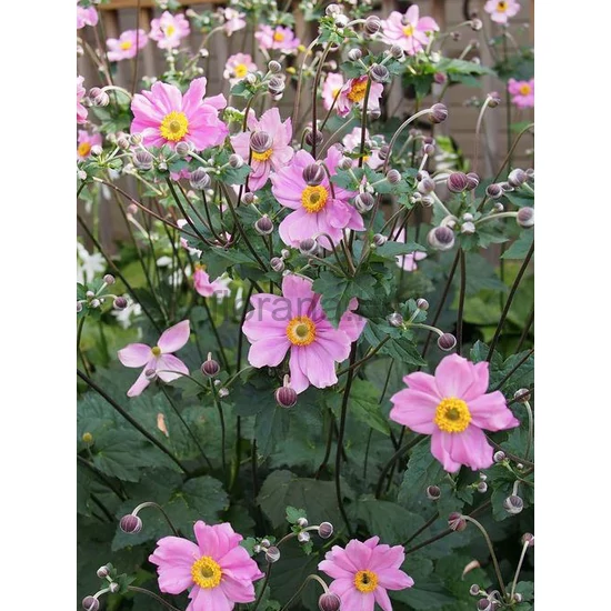 Szellőrózsa - Anemone x hybrida 'Serenade'