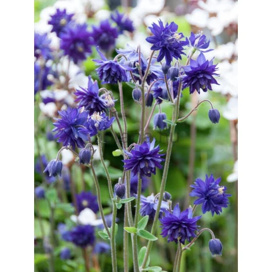 Harangláb - Aquilegia 'Barlow Blue'