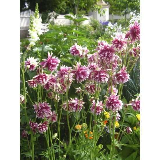 Harangláb - Aquilegia 'Nora Barlow'