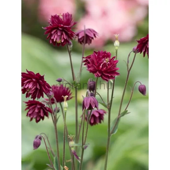 Harangláb - Aquilegia 'Ruby Port'
