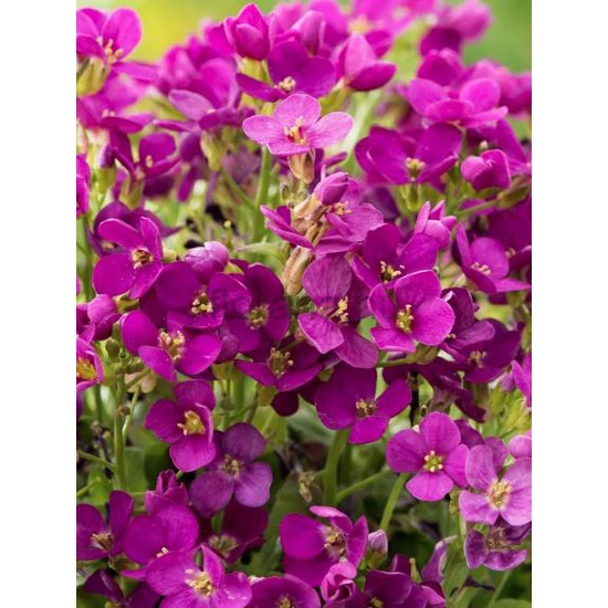 Kaukázusi ikravirág - Arabis caucasica 'Little Treasure Deep Rose'