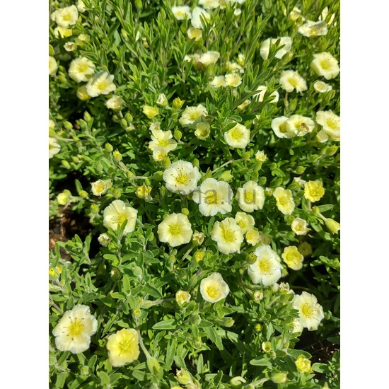 Hegyi homokhúr - Arenaria montana 'Summer Lemon'