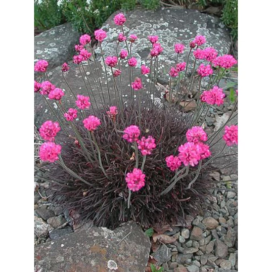 Tengerparti pázsitszegfű - Armeria maritima 'Rubrifolia'