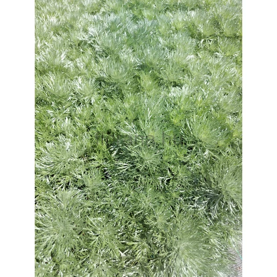 Japán üröm - Artemisia schmidtiana 'Silver Mound'