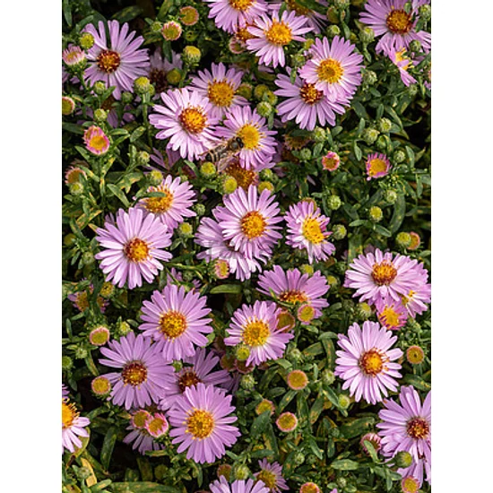 Törpe őszirózsa - Aster dumosus 'Anneke'