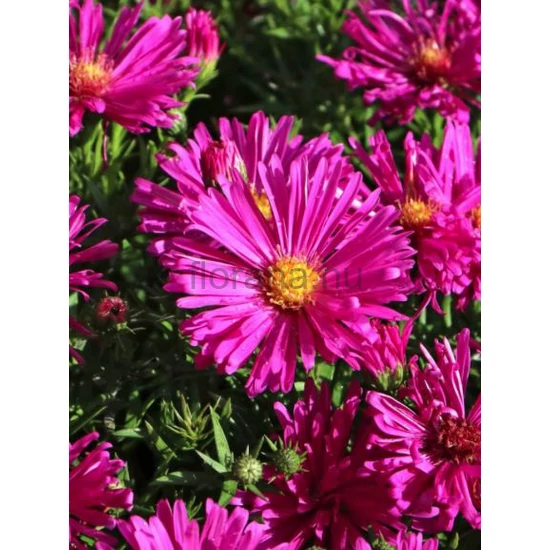 Törpe őszirózsa - Aster dumosus 'Jenny'