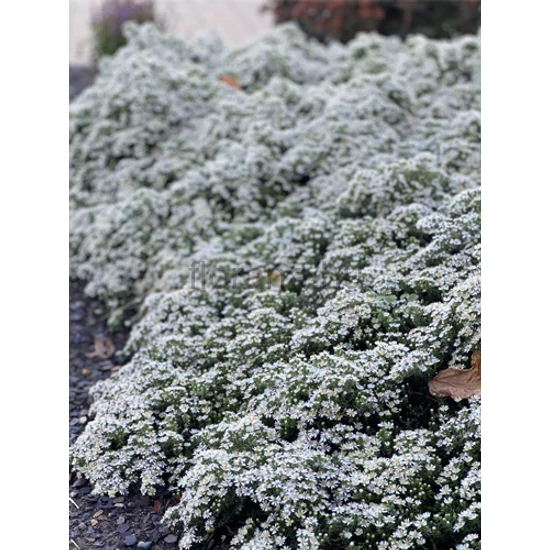 Tűlevelű őszirózsa - Aster ericoides 'Snow Flurry'