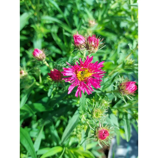 Mirigyes őszirózsa - Aster novae-angliae 'Andenken an Alma Pötschke'